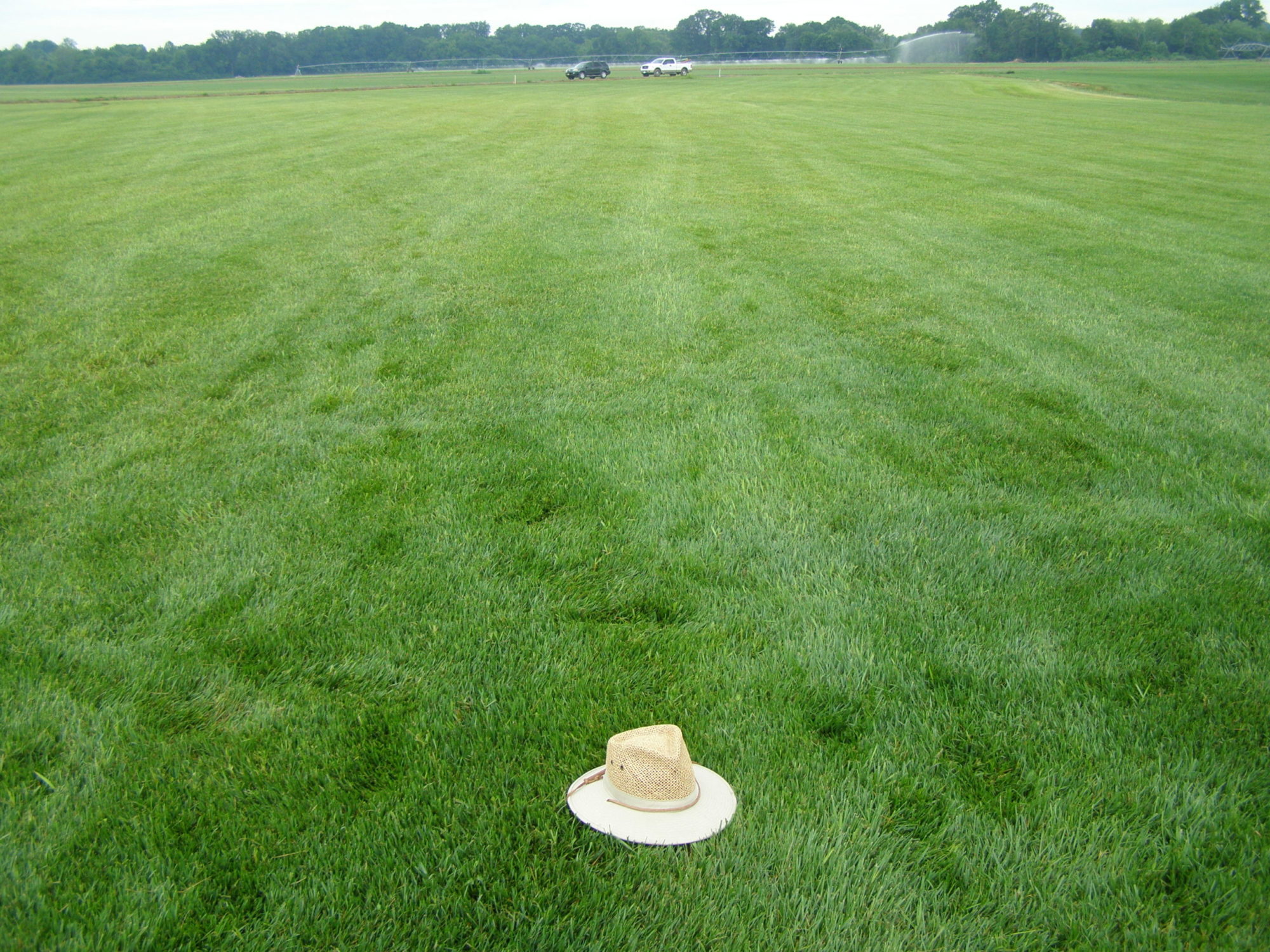 Blue Grass Varieties Cascade International Seed Co